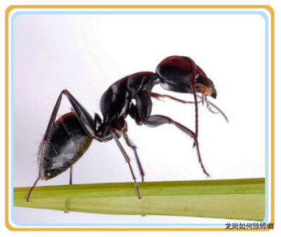 龙岗如何除蟑螂