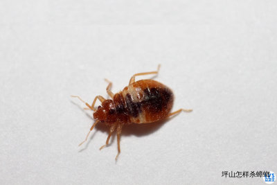 坪山怎样杀蟑螂