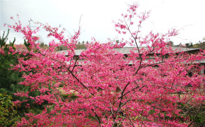拉萨有哪些地方好玩
